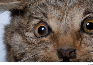 Wildcat Felis silvestris eye 0002.jpg